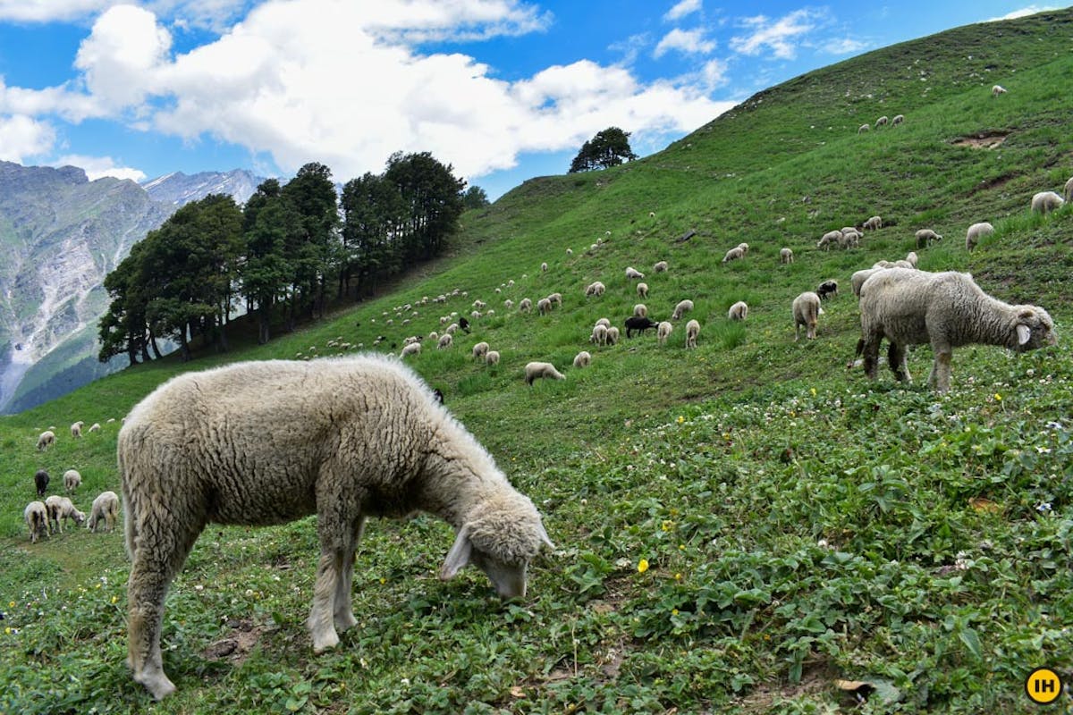 The meadows on the Bhrigu Lake trek are a treat to the eyes! Picture by Himanshu Singla