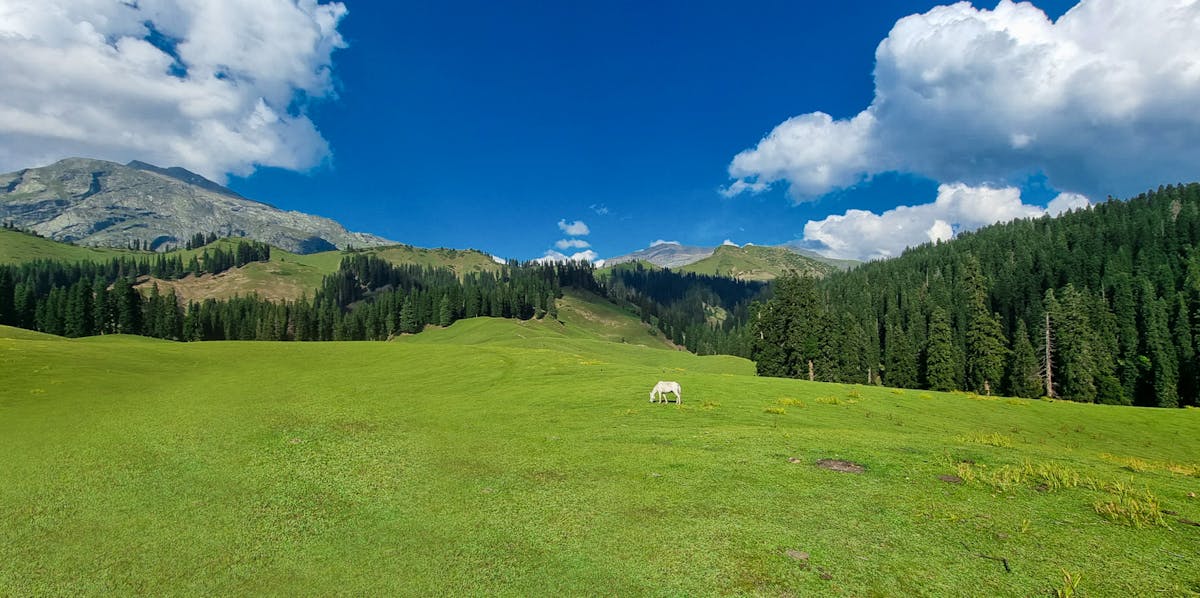 Nafran Valley, Indiahikes, Kashmir treks, monsoon treks