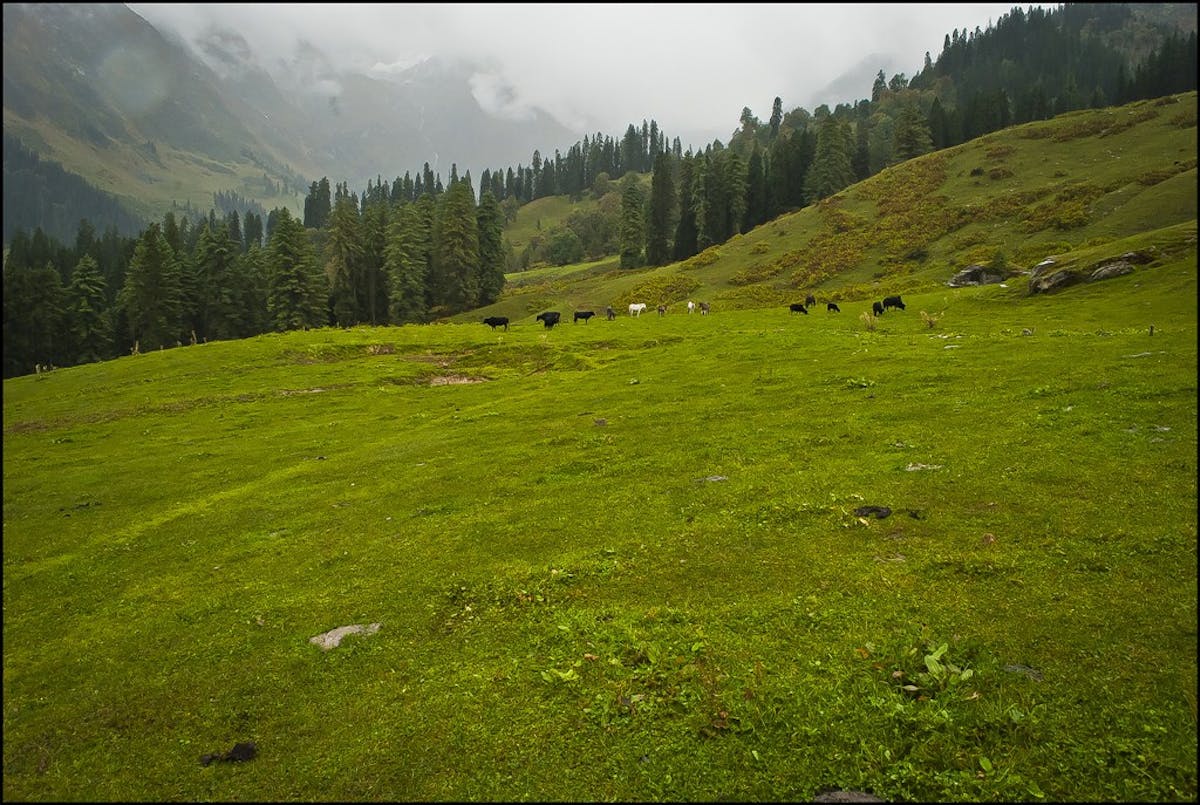 Meadows-Jiwa-Nala-Parvati-Valley-Indiahikes Archives