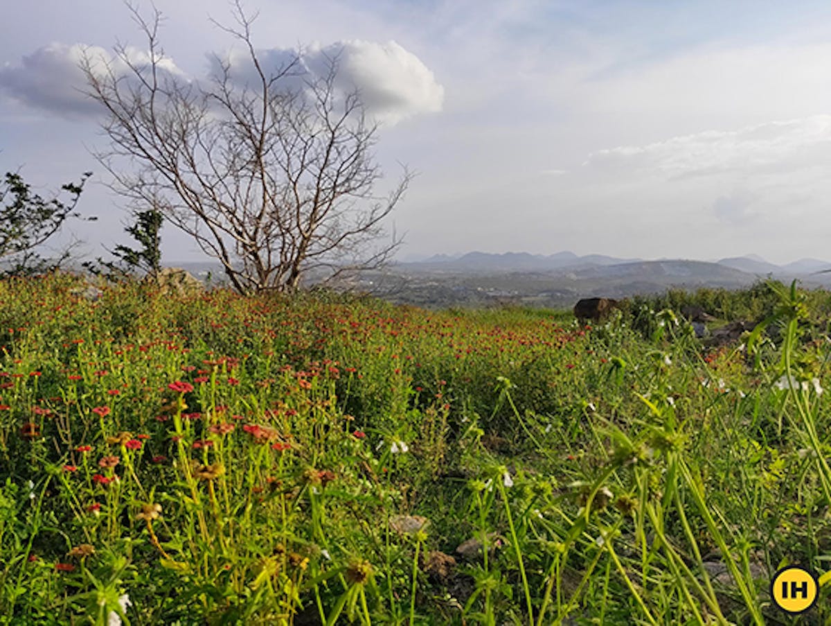 The small grassland with beautiful red flowers in September. Picture by Izzat Yaganagi