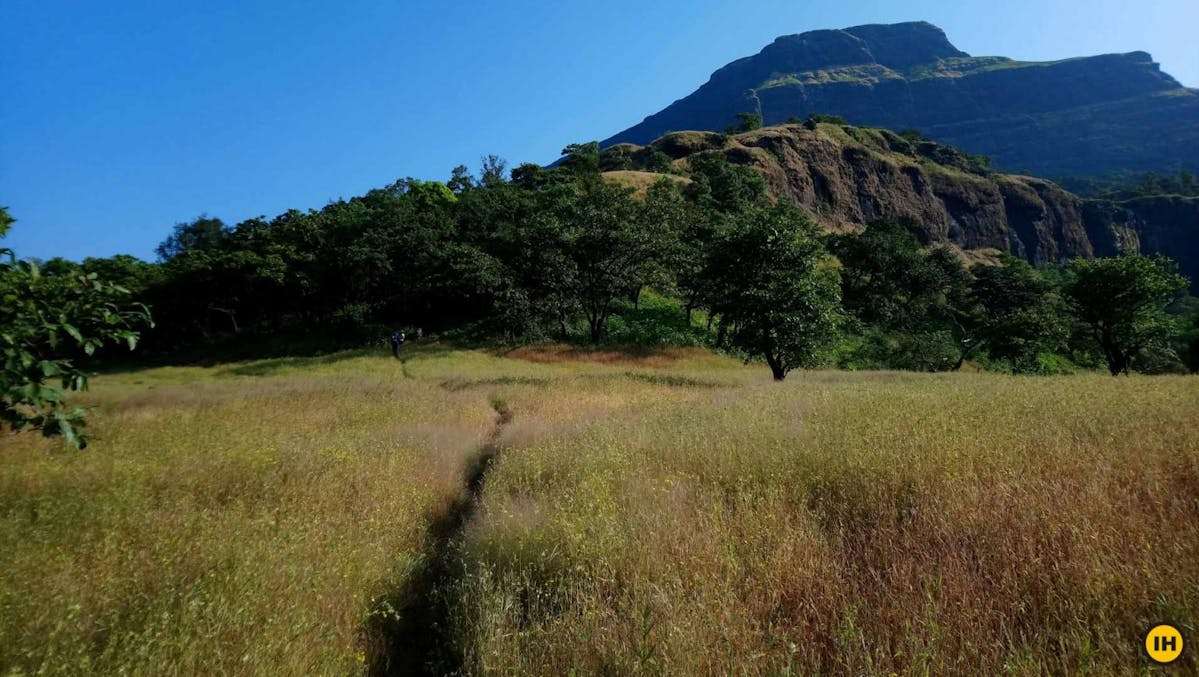 AMK Trek - The last of the fields before the trail leads us inside the forest - Indiahikes - Nitesh Kumar