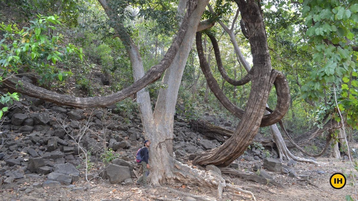 Satpura-Tiger-Reserve-Trek-Uniquely-shaped-giant-tree-Indiahikes-Saurabh-Sawant