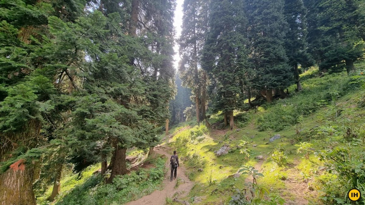 Corniferous forests nafran valley - Indiahikes - Dhaval Jajal