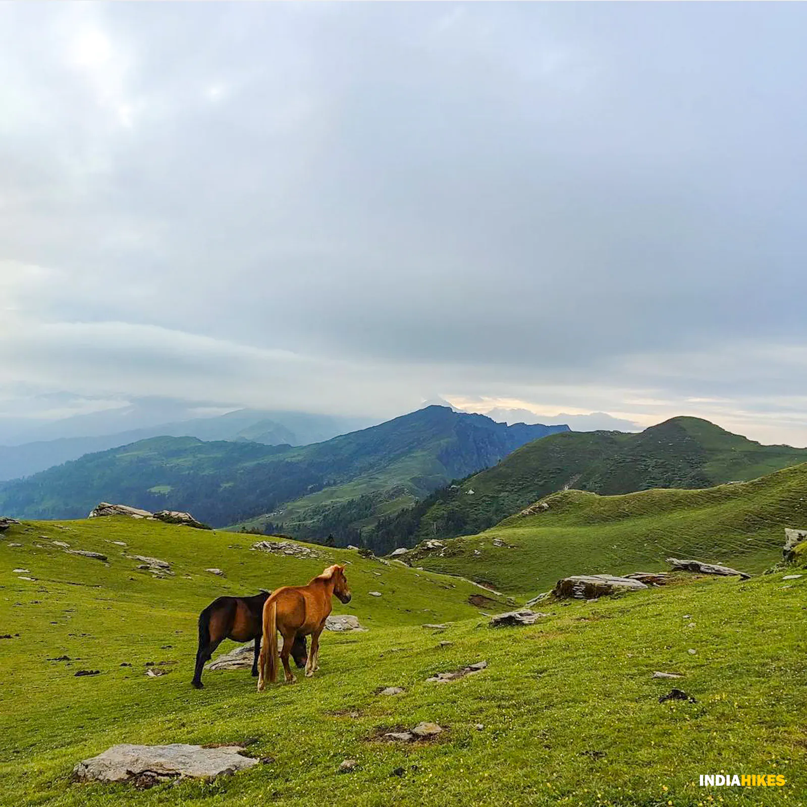 Pine Forest Trail near Kotgaon