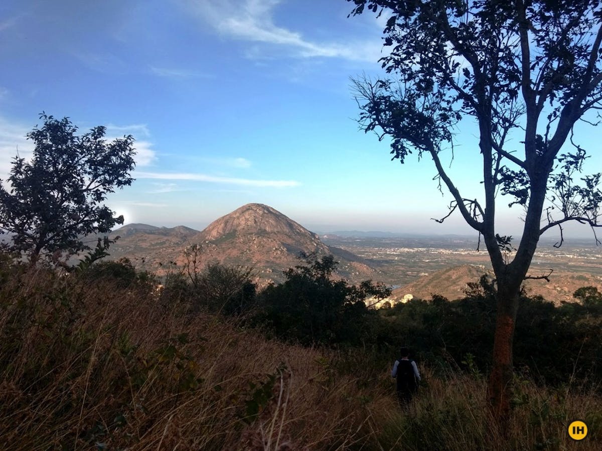 Descending through tall grass. View Skandagiri in the distance PC: Komal Shivdasani