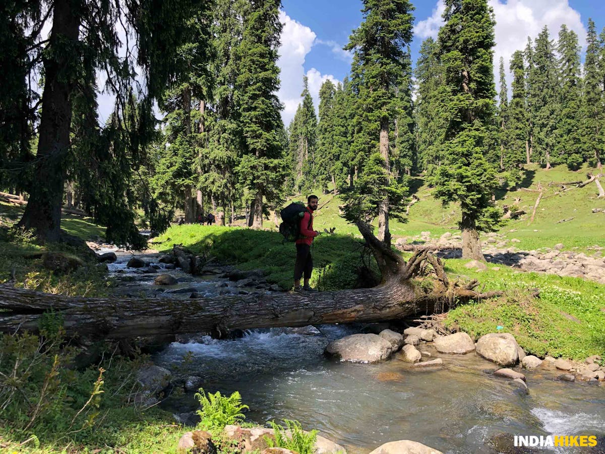 Log bridge - Danizab Trek - Indiahikes - SaliyahAhmad