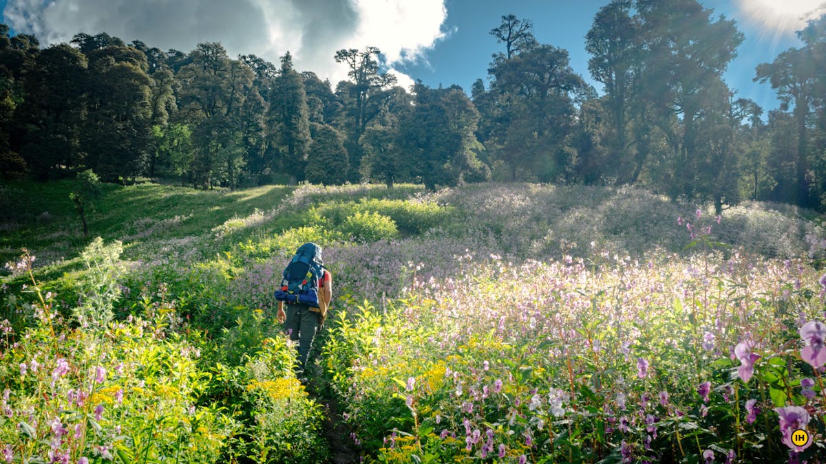 Patalsu - Forest Area After Shagadurg 2 - Indiahikes