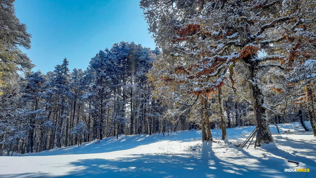 Ali Bedni Bugyal, winter, himalayan treks, indiahikes