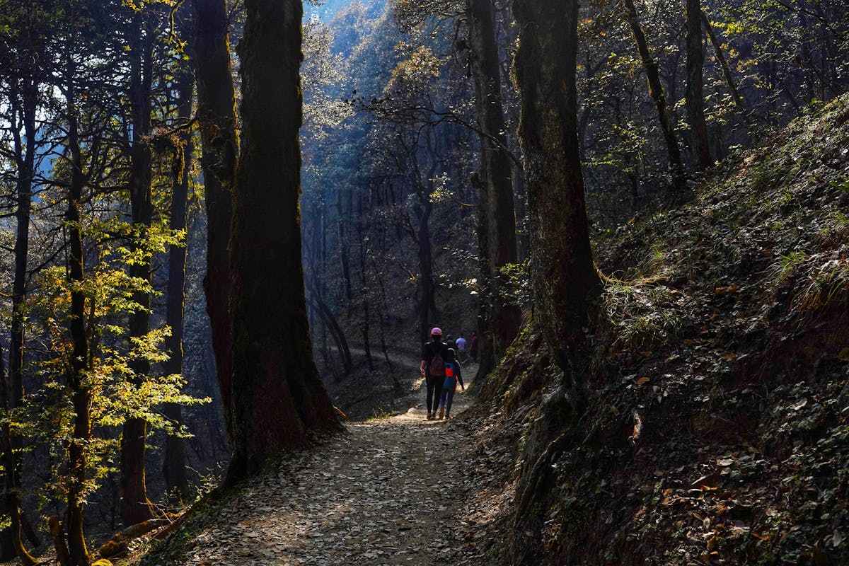Forest trail-Serolsar Lake Trek-Indiahikes-Chirag Manga
