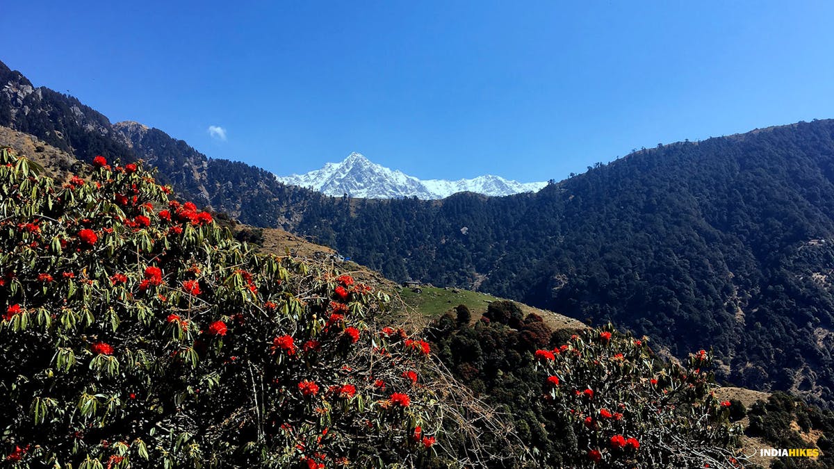 Rhododendrons,  Triund trek, Indiahikes, Treks in Himachal Pradesh, Himachal Treks