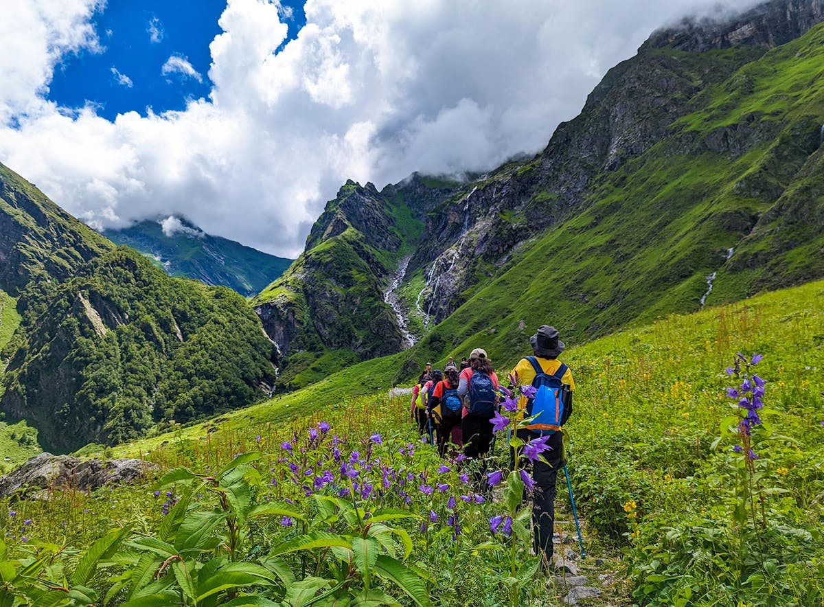 Flowers, valley of flowers, himalayan treks, monsoon treks, indiahikes