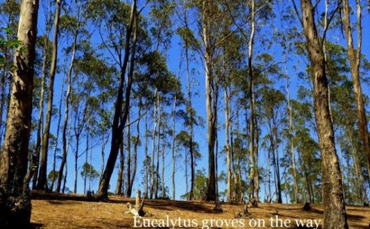 ooty-trek-Eucalyptus-indiahikes-archives