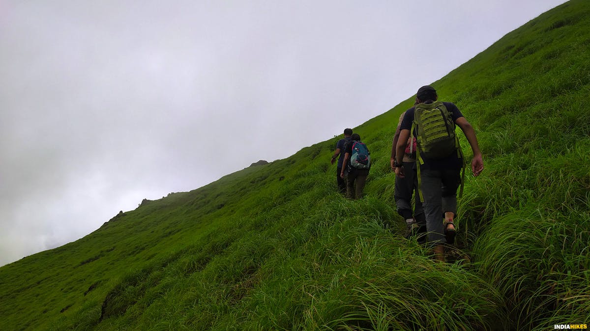 Ascend to Shesha Parvatha, Kumara Parvatha, Indiahikes, Western Ghats treks, Karnataka treks, treks in Karnataka, most difficult trek in the western ghats of Karnataka