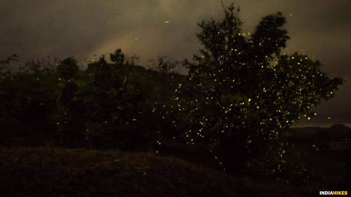 Fireflies, Rajmachi Fort trek, Rajmachi trek, Treks near Pune, western ghats treks, Sahyadri treks, treks in Maharashtra