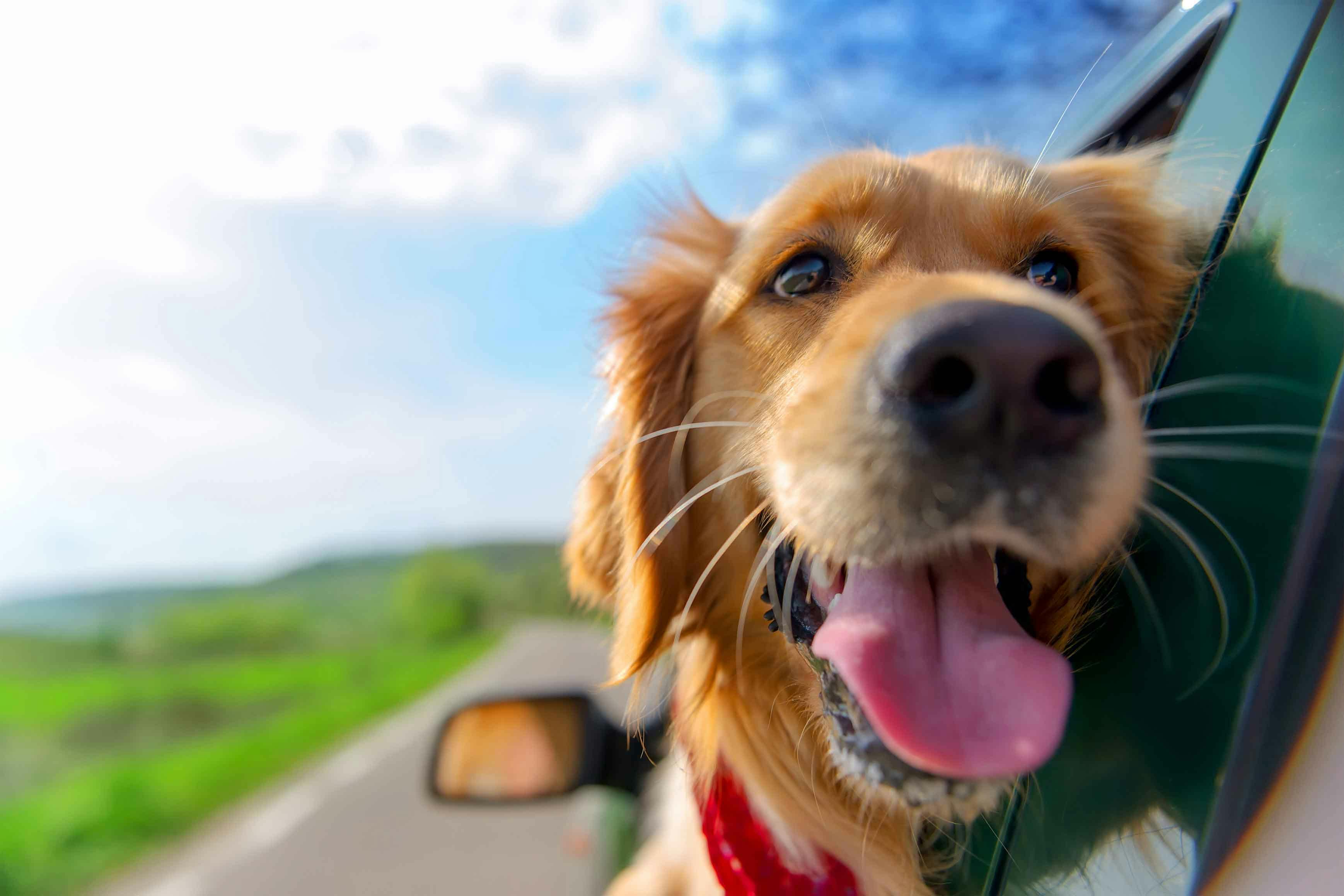 dog hanging out of van window