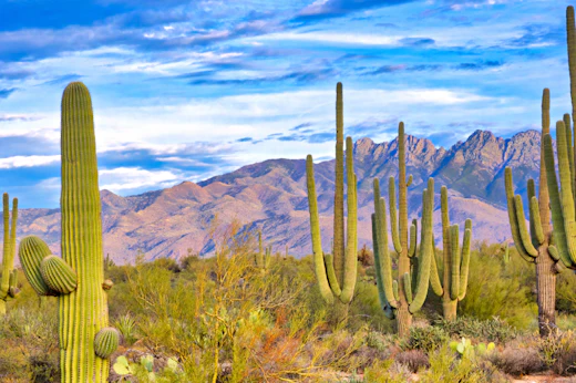 Campervan and RV Rental in Phoenix - Best Deals