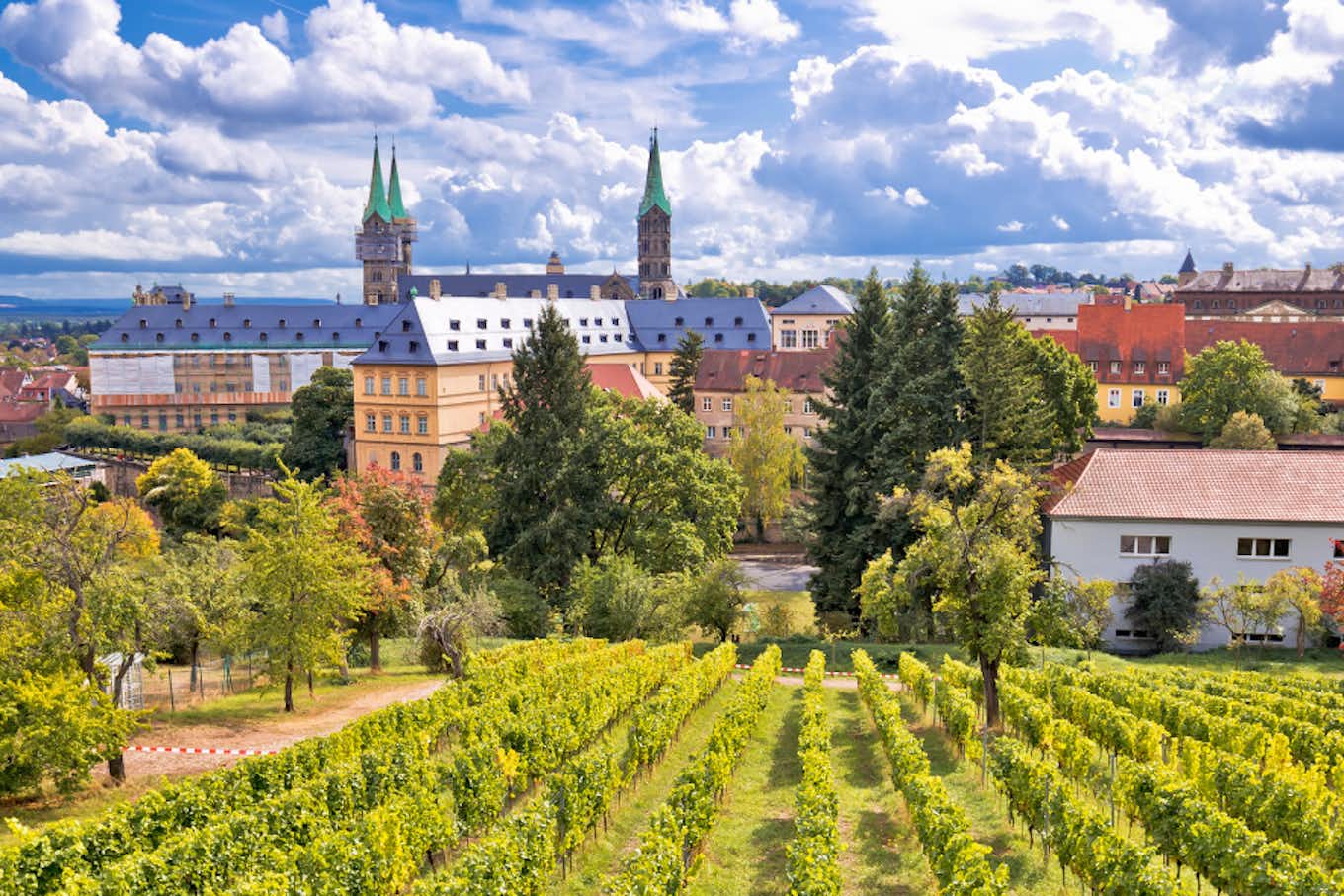 Weinfeld in Bamberg mit Stadt im Hintergrund