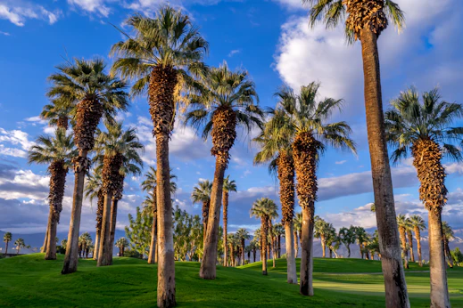 Stop 4: Palm Desert