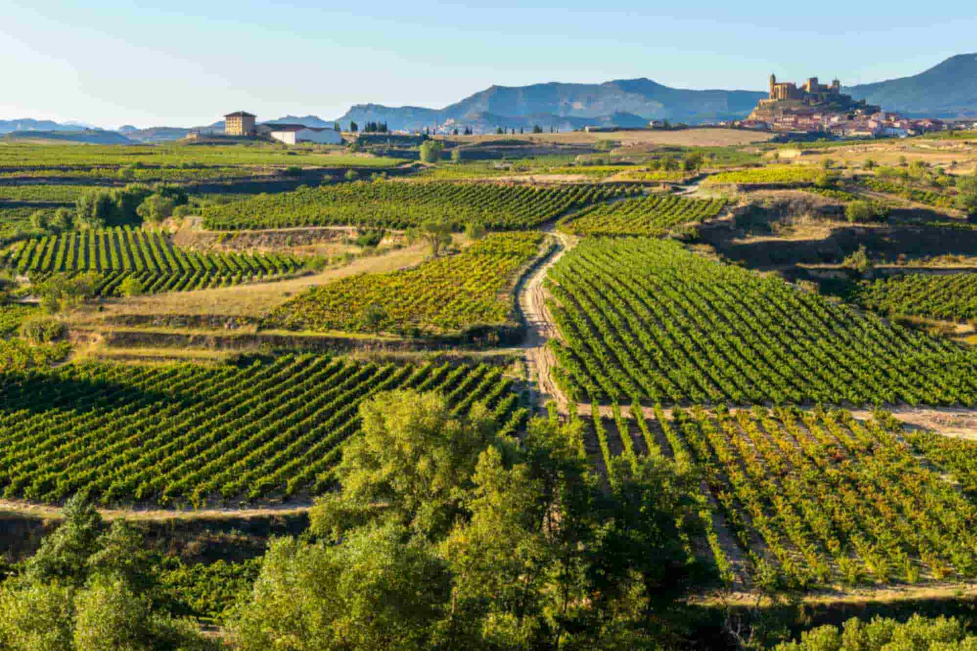 Étape 4 : La Rioja