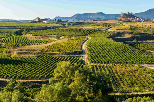 Stop 4: La Rioja