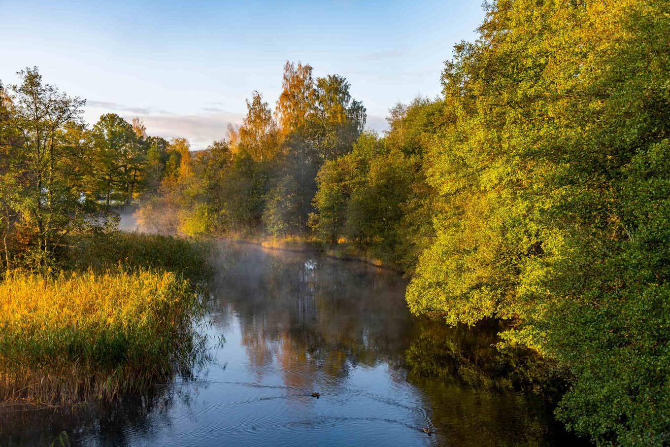 Borås landskap med träd vid floden