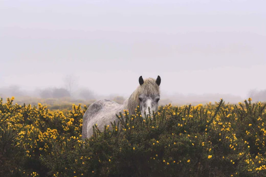 Parada 3. Dartmoor