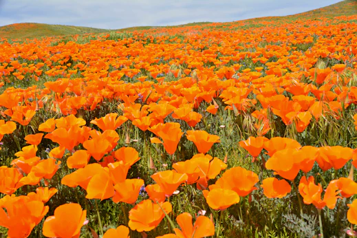 Stop 1: Antelope Valley