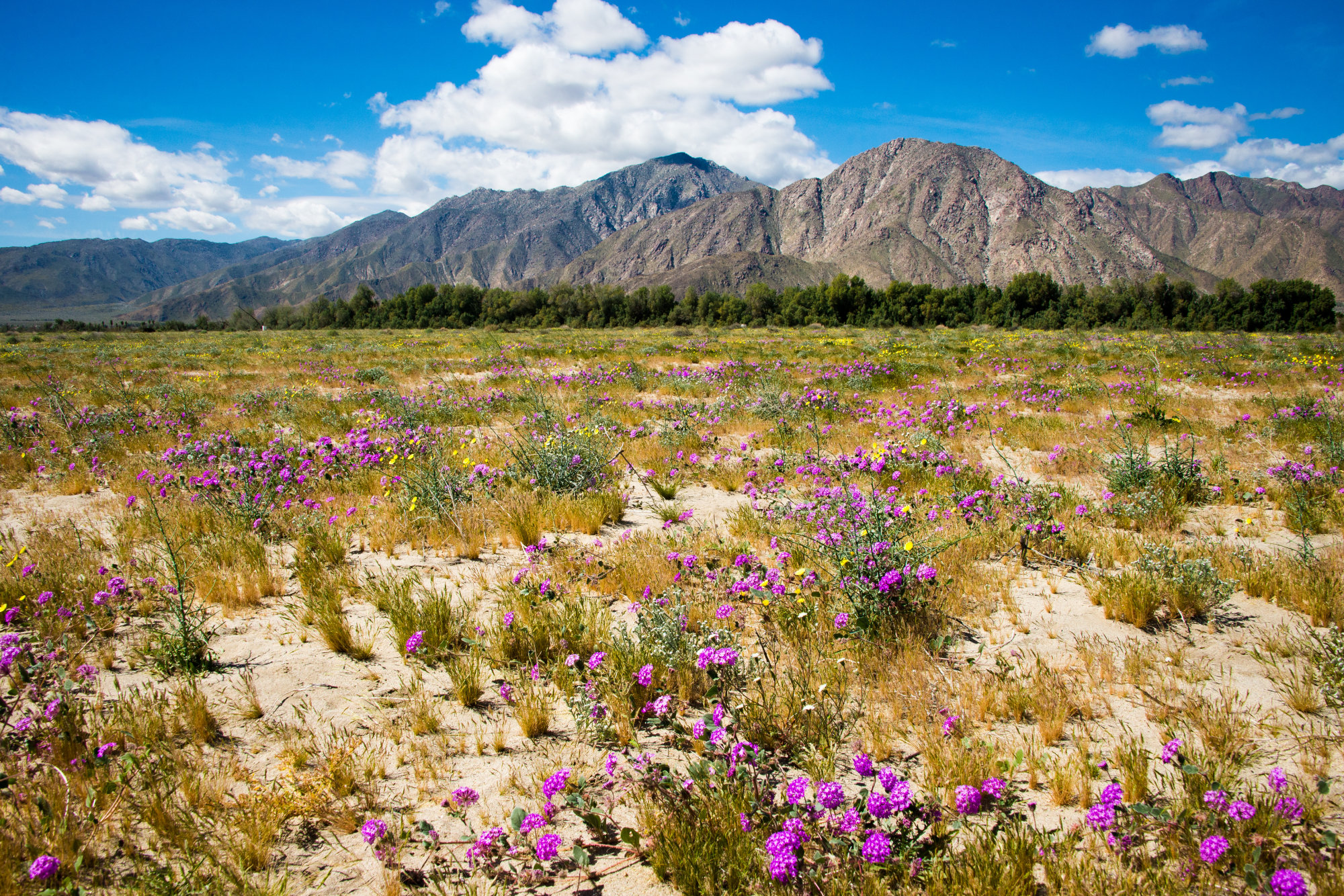 Stop 5: Borrego Springs