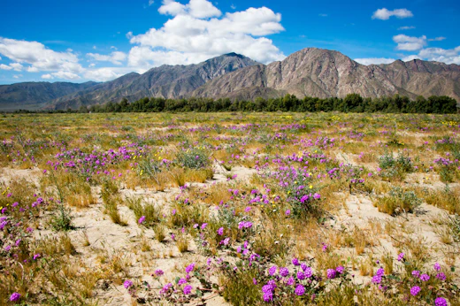 Stop 5: Borrego Springs