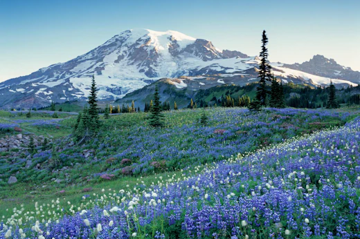 Stop 4: Mount Rainier National Park
