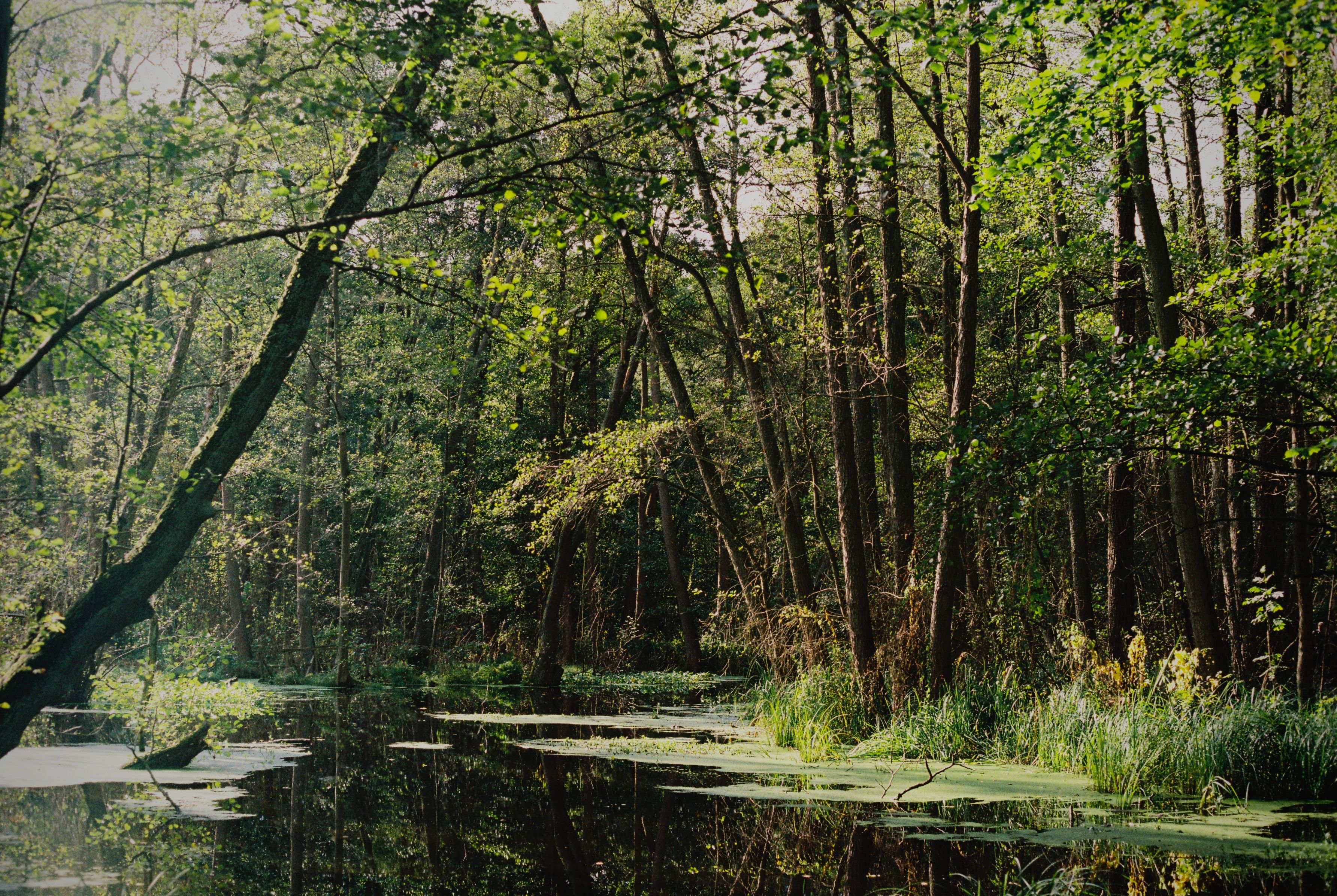 Eastern Wilderness (Białowieża & Podlasie)