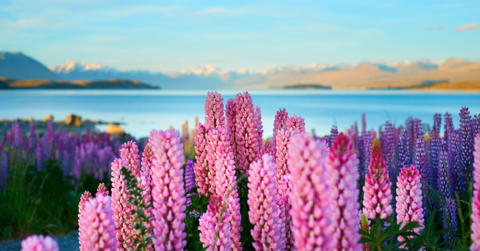 Stop 2: Lake Tekapo