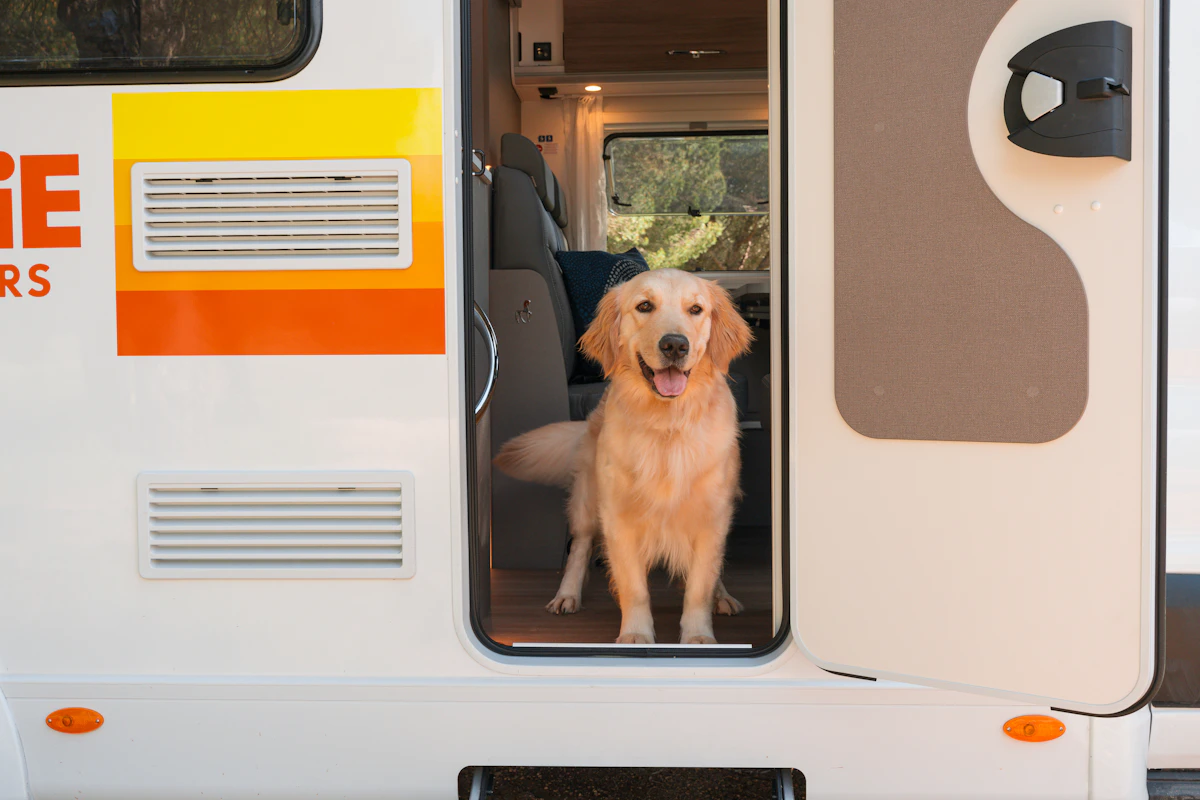 Golden retriever stoi w drzwiach kampera z otwartymi drzwiami, w tle widać wnętrze pojazdu.