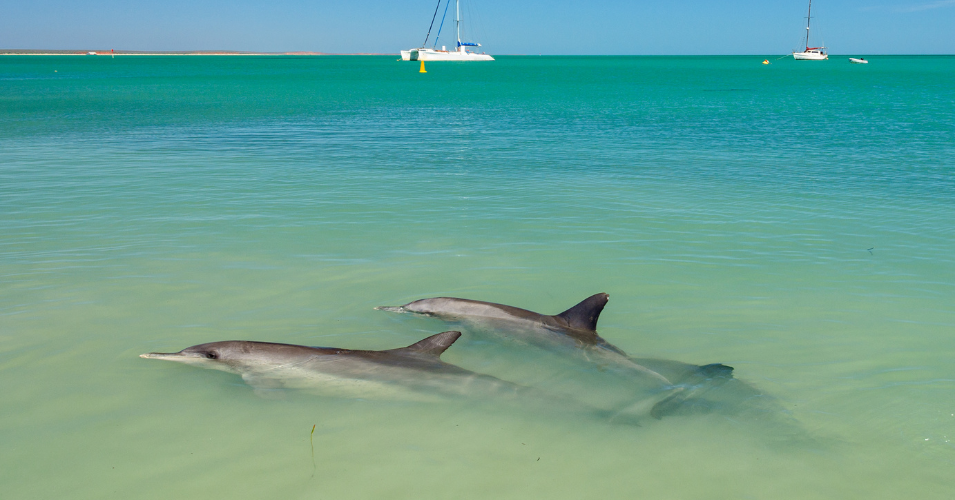 Stop 4: Shark Bay