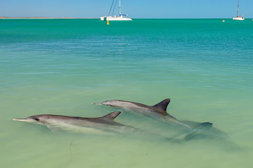 Étape 4 : Shark Bay