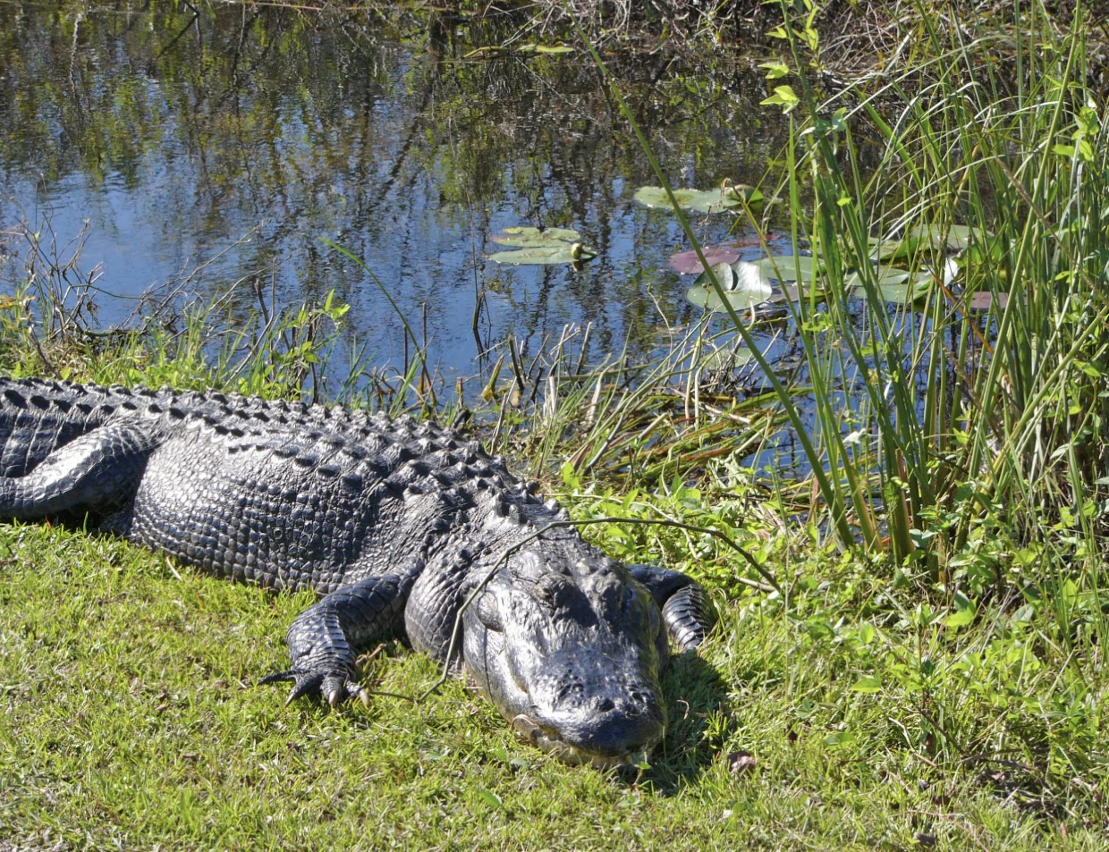 Top National Parks and Scenic Drives Near Miami