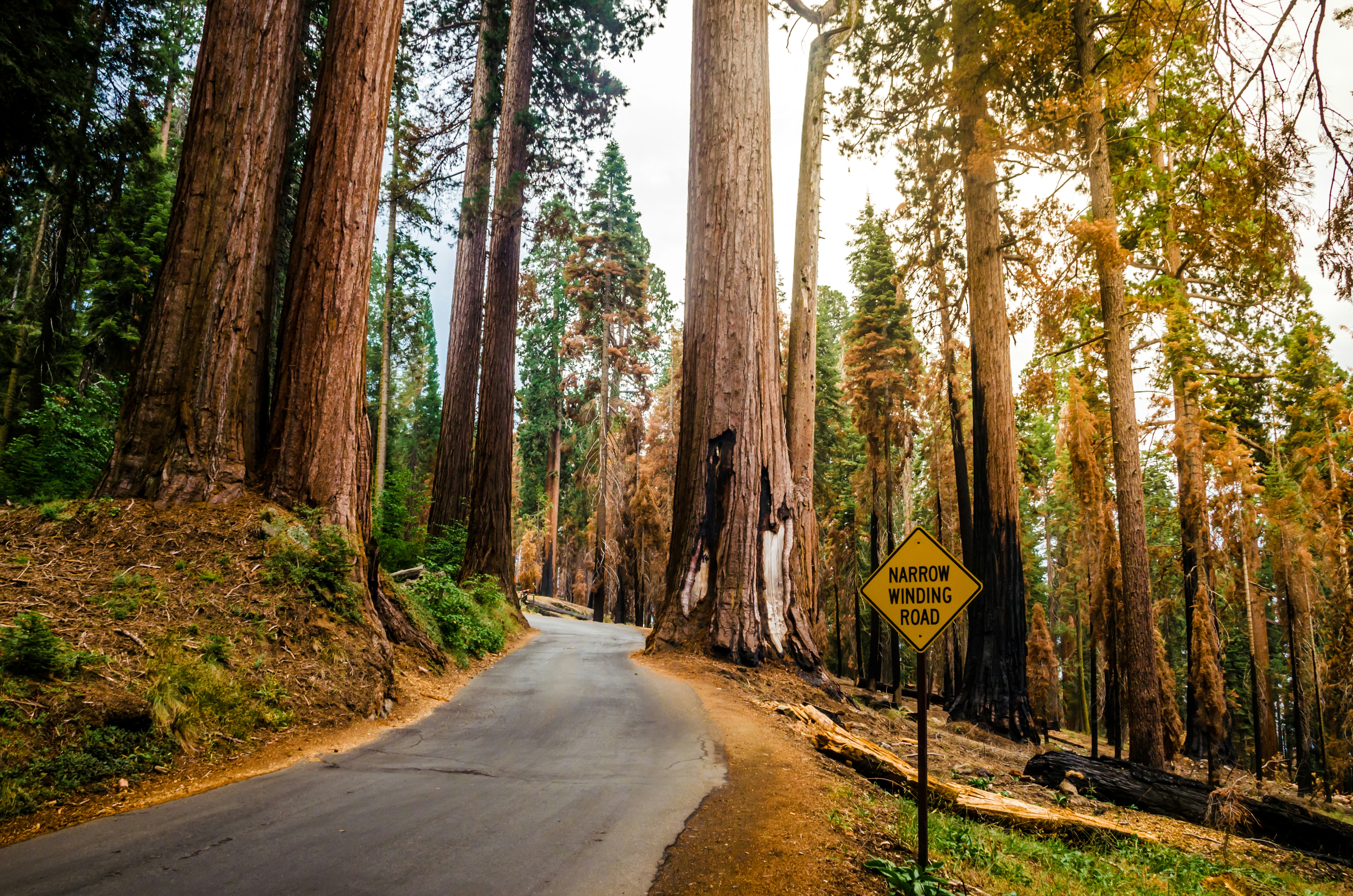 Waarom een camper huren in Sequoia National Park