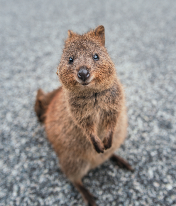 What to do in Perth