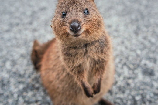 What to do in Perth