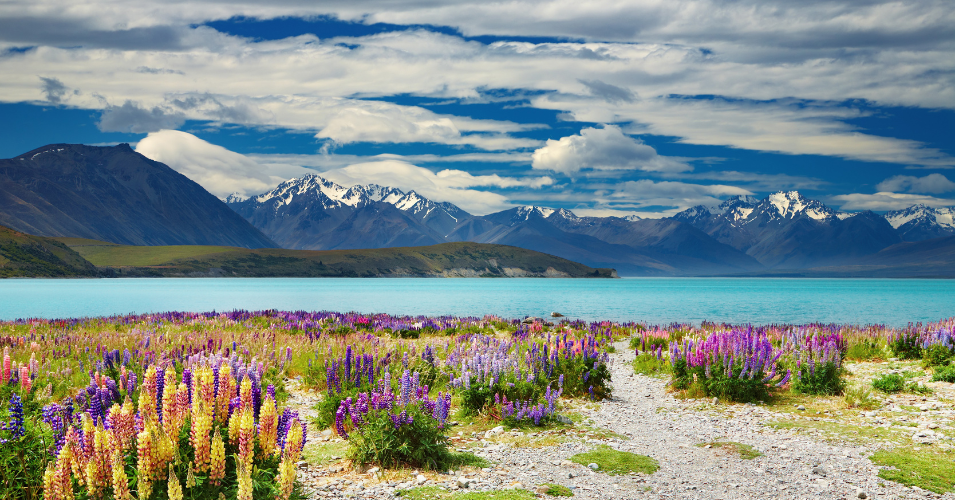 Highlights in Lake Tekapo