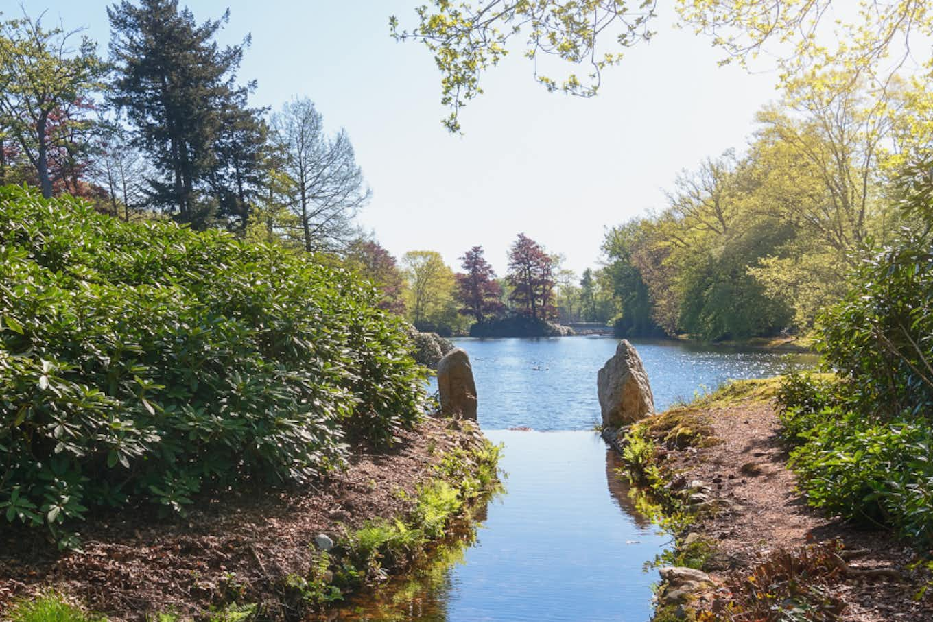 een rivier die uitloopt in een meer in het bos