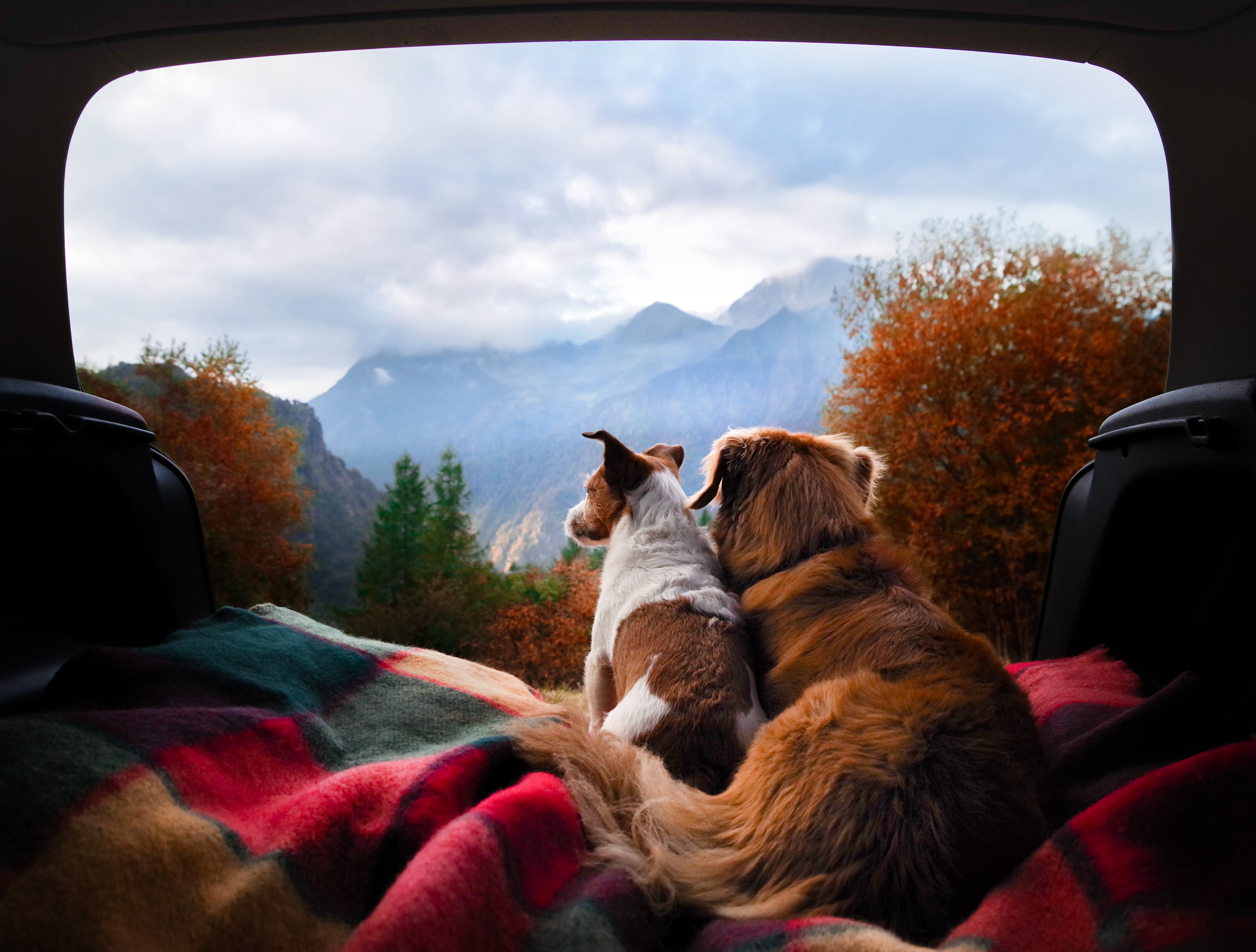 Pet Friendly Campervan New Zealand