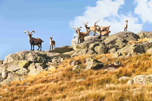 Stop 2: Sierra de Gredos