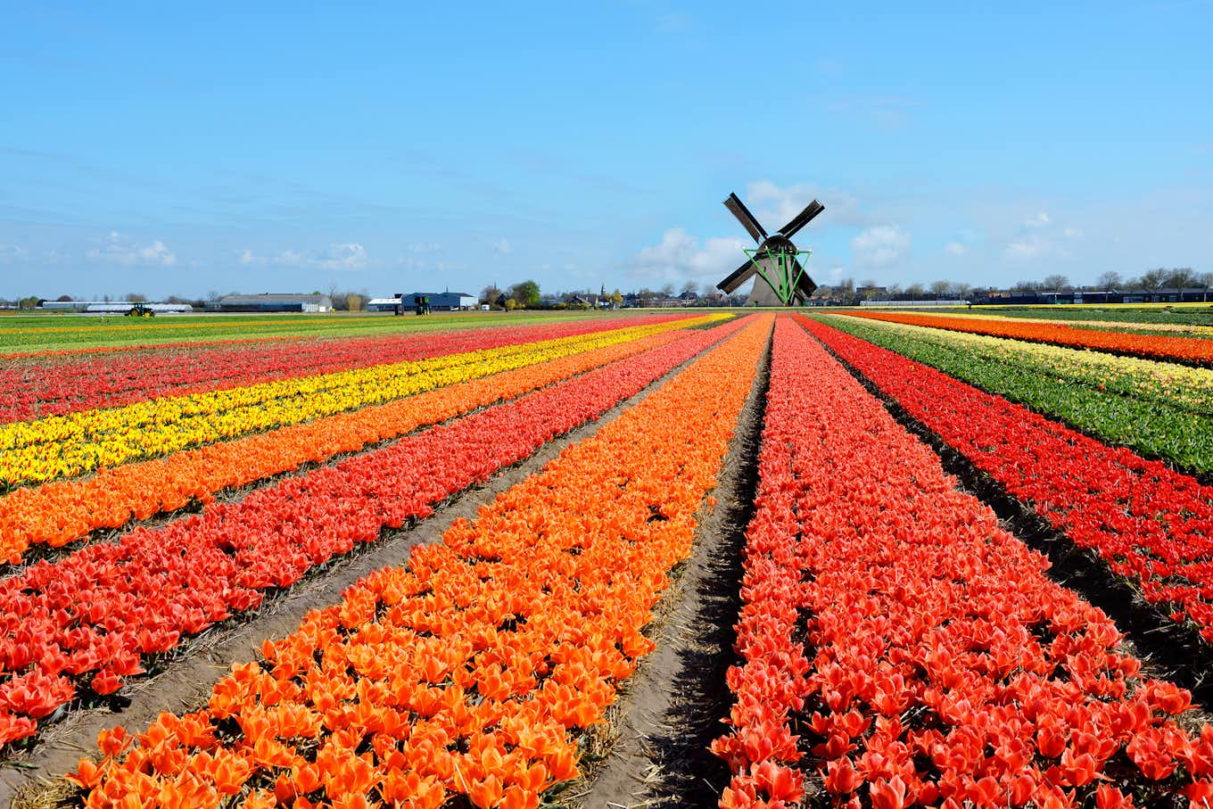 Tulpenveld en windmolen in Nederland