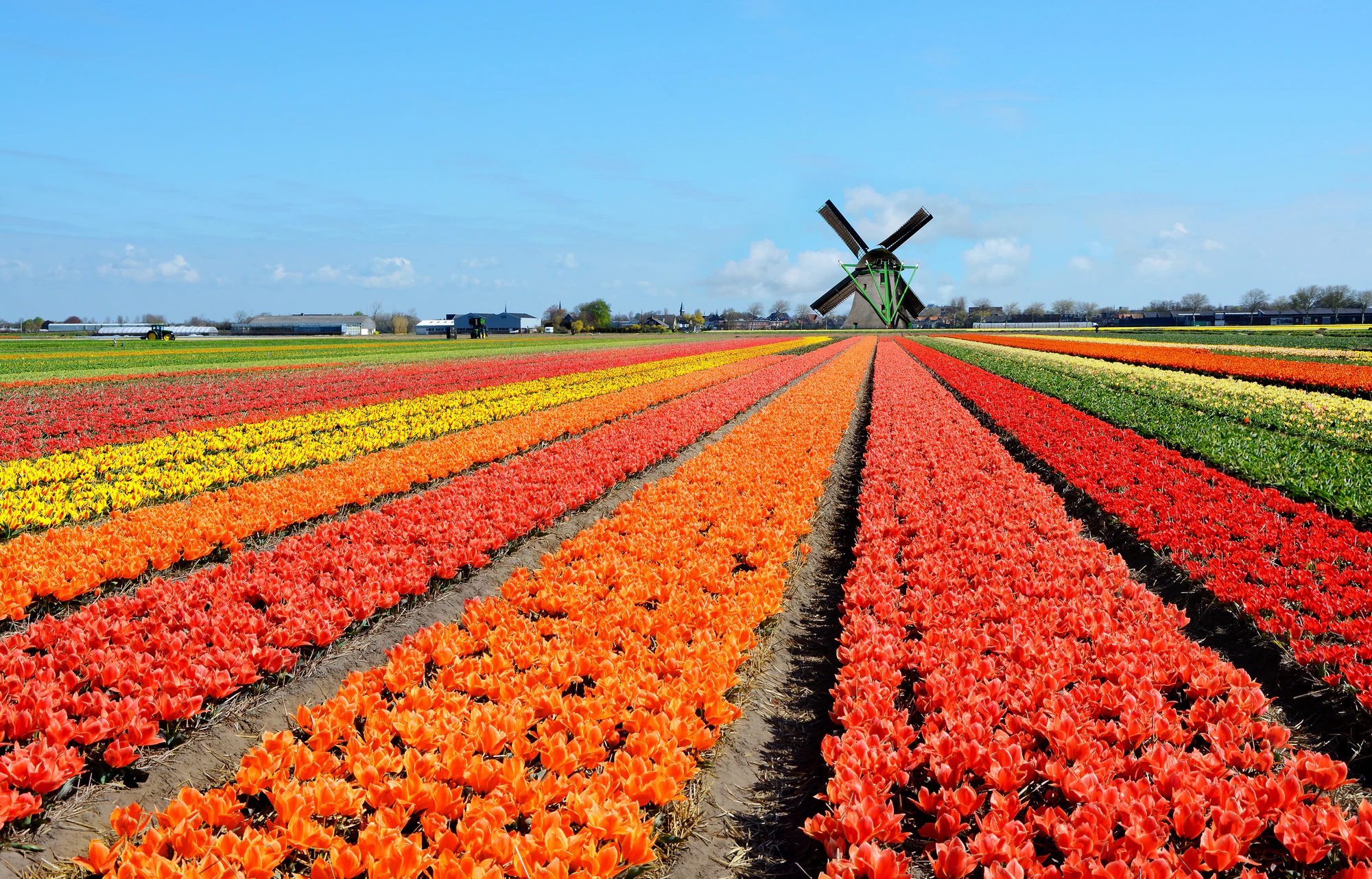 Amsterdam Reviews