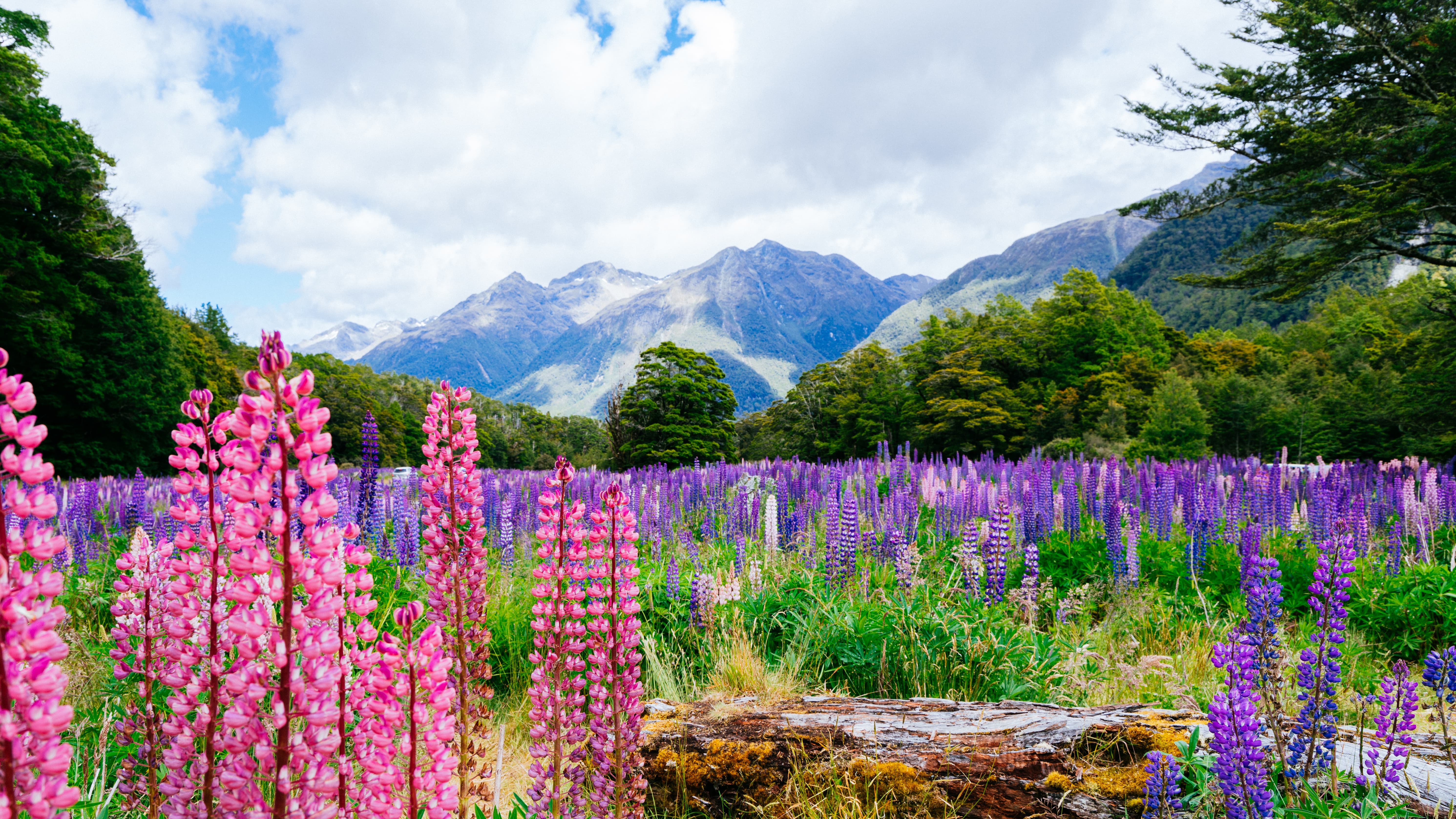 Auckland National Parks