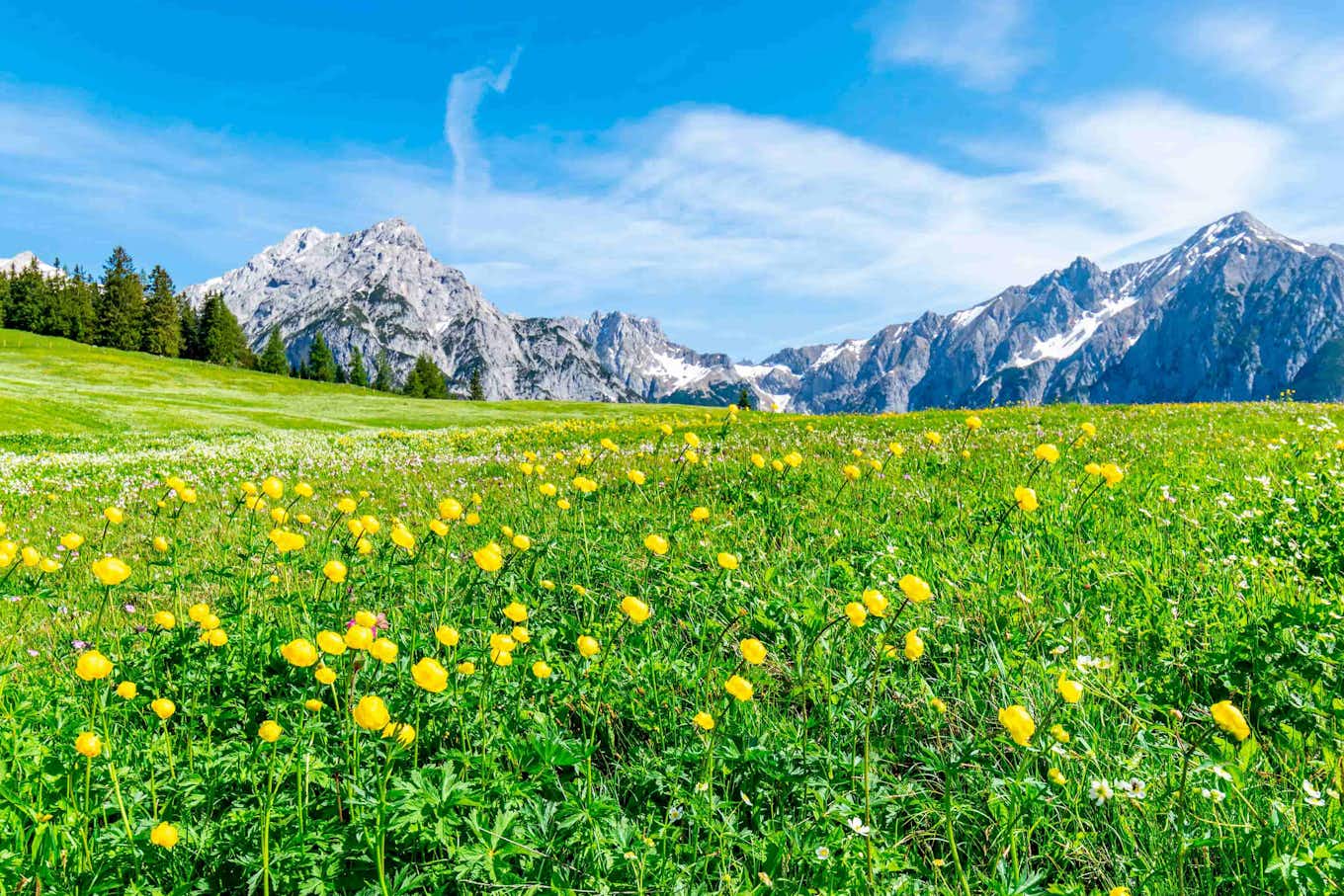 Eine Blumenwiese mit Bergpanorama