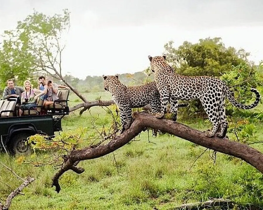 Safari í Yala