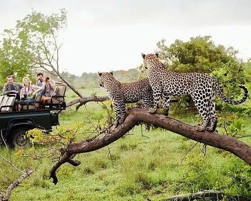 Safari í Yala