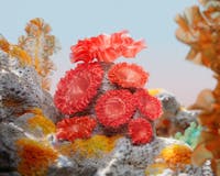 K18 Expression 07 by Inertia Studios